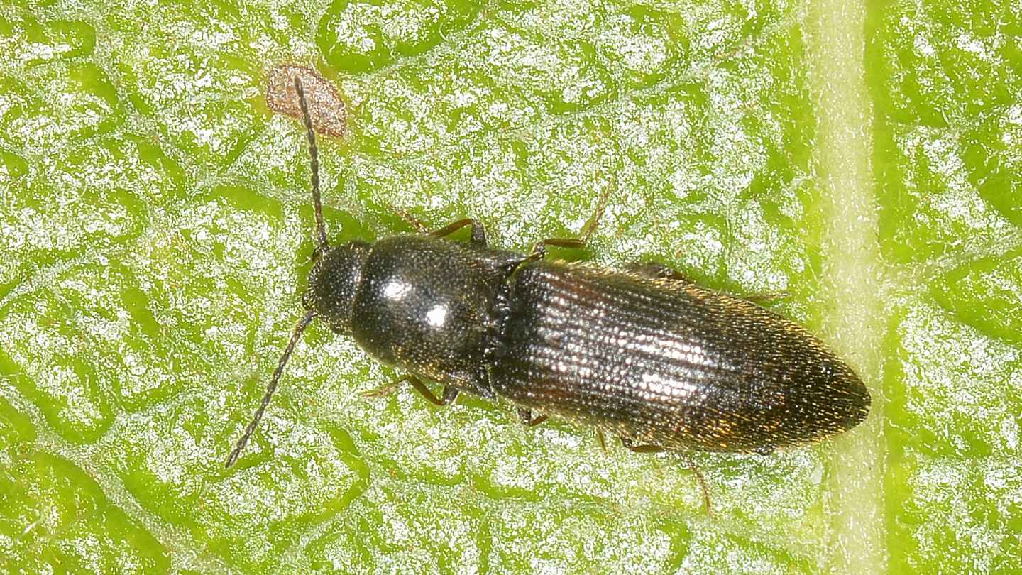 ''Piccolo'' Elateridae